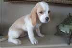 Beaglier Puppies for Sale from Reputable Dog Breeders