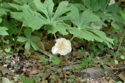 Native Bloom: MAYAPPLE - Lewis Ginter Botanical Garden