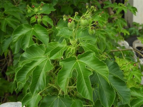 Jatropha gossypiifolia - Leon Levy Native Plant Preserve