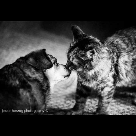 dog and cat kiss | Dog cat, Cute animals, Cats