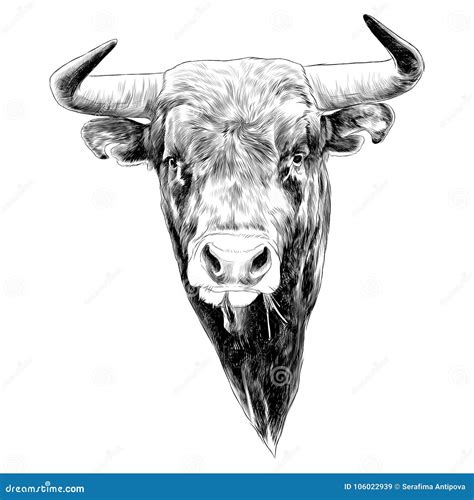 Bull Sketch Vector Graphics Stock Vector - Illustration of design ...