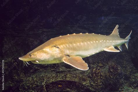 Kaluga fish (Huso dauricus) is a freshwater fish of the Beluga genus ...