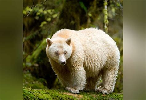 KUOW - New film explores the rare spirit bear and Canada's Great Bear ...