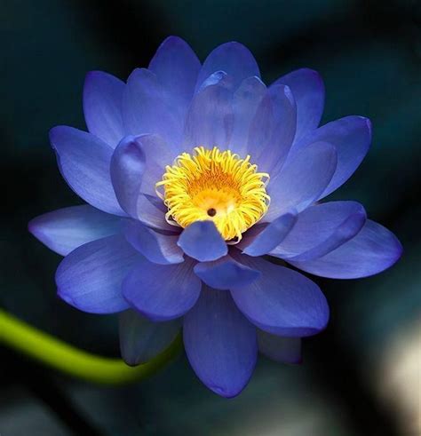 Nilotpala Egyptian Blue Lotus Flower : r/flowers