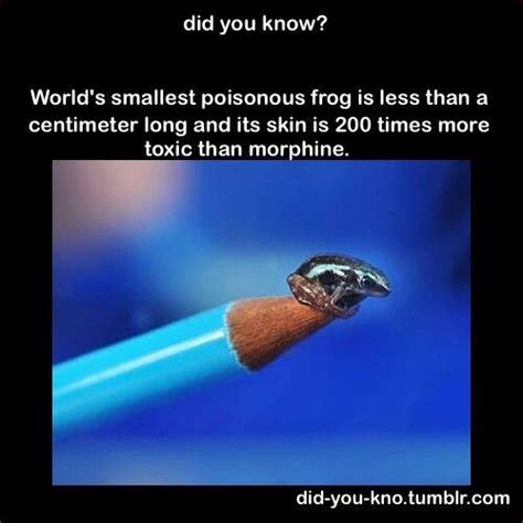 Pin by Pinterest king on Animals/Nature | Fun facts, Funny facts ...