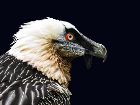 Bearded Vulture Wallpapers - Top Free Bearded Vulture Backgrounds - WallpaperAccess