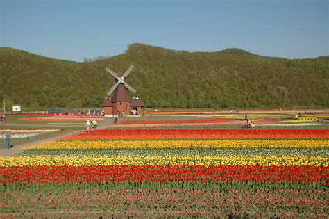 Tulip Mania - The Economic History of Tulips