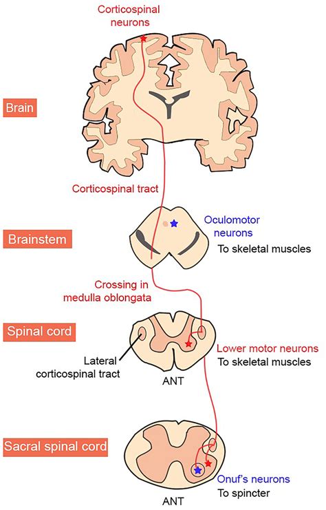 Lateral Corticospinal Tract Diagram