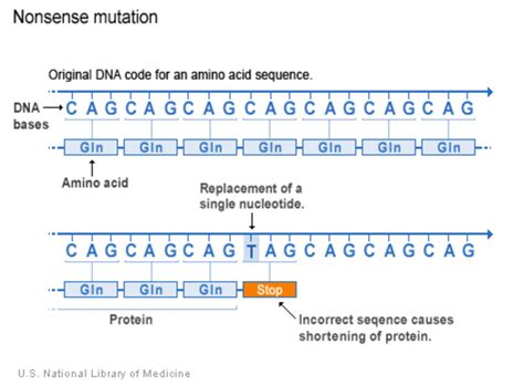 What Kinds Of Gene Variants Are Possible Medlineplus Genetics | Free ...