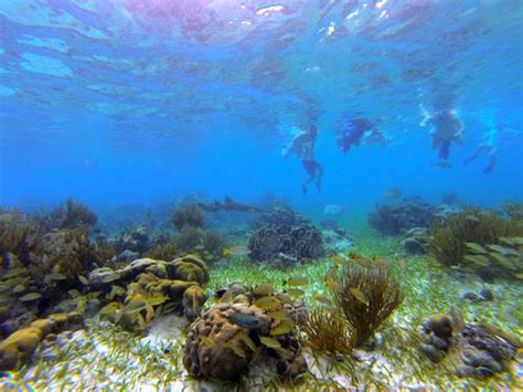 Harvest Caye Laughing Bird Caye National Park Snorkeling Excursion ...