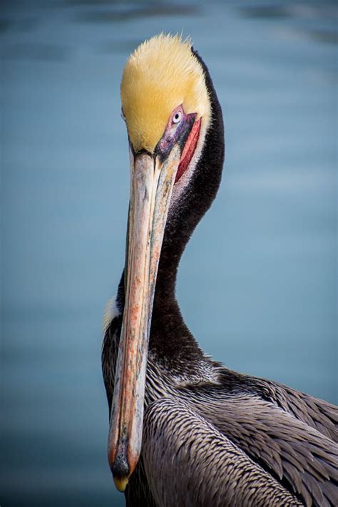 Cabo Wildlife Safari - Cabo Trek