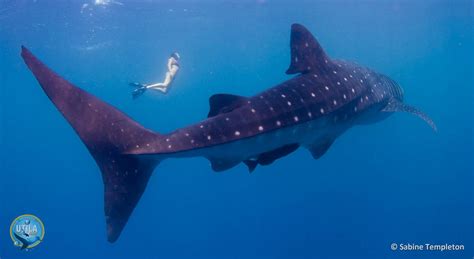 Whale Sharks in Utila | Whale shark, Diving, Underwater