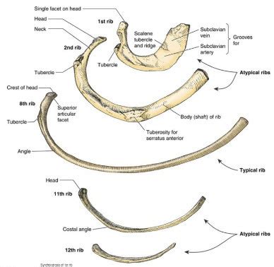 Atypical Ribs Flashcards | Quizlet
