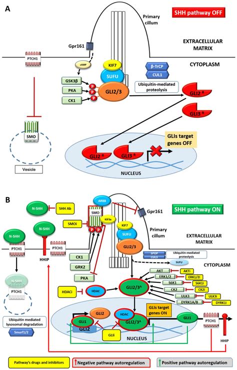 Sonic Hedgehog signaling pathway in gynecological and genitourinary cancer (Review)