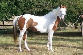 Amazing Pinto horse - Infy world