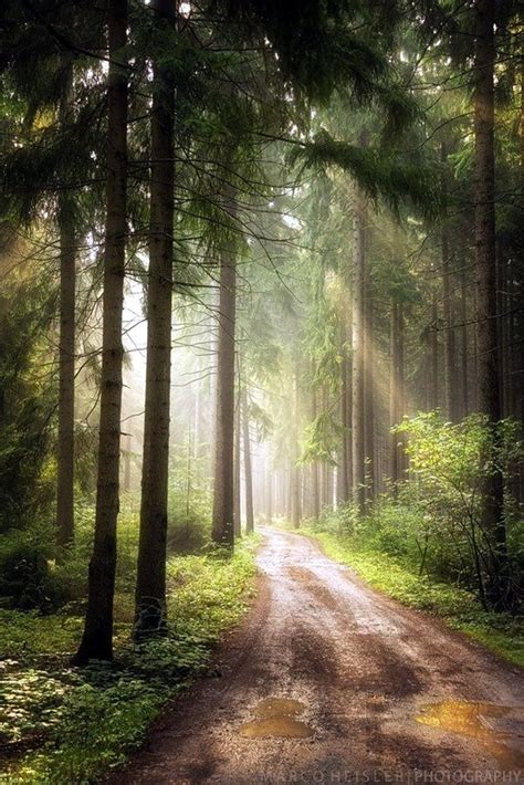 Fascinating Photographs of Forest Paths to another world (1) | Beautiful nature, Beautiful ...