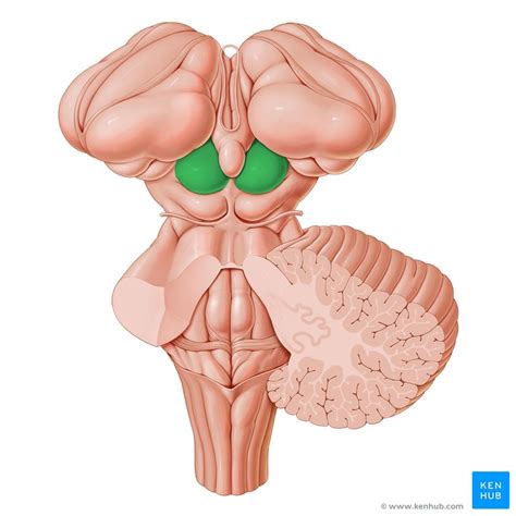 Corpora quadrigemina: Anatomy, functions and features | Kenhub