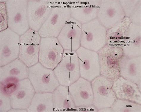 Simple Squamous Epithelium Diagram