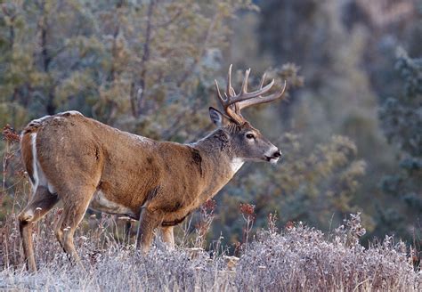 Black Hills Wildlife Photography – Black Hills Visitor