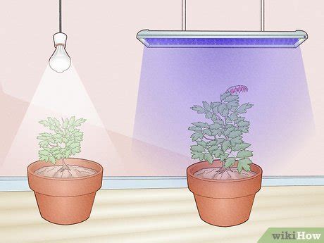 How To Use Led Grow Lights For Indoor Plants | Homeminimalisite.com