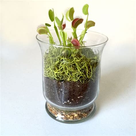 Something to eat for Halloween: a carnivorous plant terrarium ...