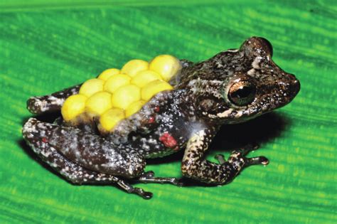 Fritziana tonimi, an egg-brooding frog. A female has eggs in an open ...