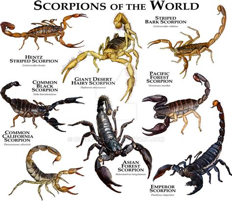 Scorpions of the World by rogerdhall on DeviantArt