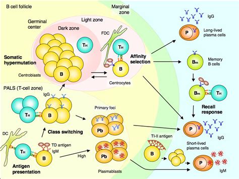 Immune response