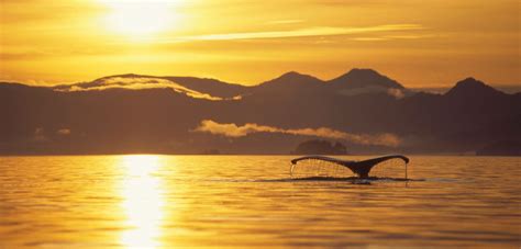 The Whale That Dines Alone | Hakai Magazine