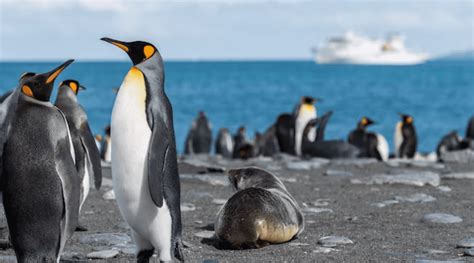 Antarctica Luxury Hotels: The BEST Places to Stay in Antarctica