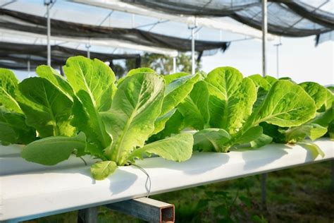 Premium Photo | Lettuce vegetables hydroponic farm