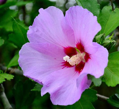 Purple Hibiscus | Purple hibiscus, Hibiscus, Purple