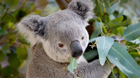 Eucalyptus Tree Leaves