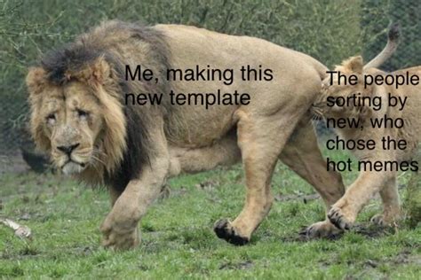 Hehe funny lion testicle meme : r/memes