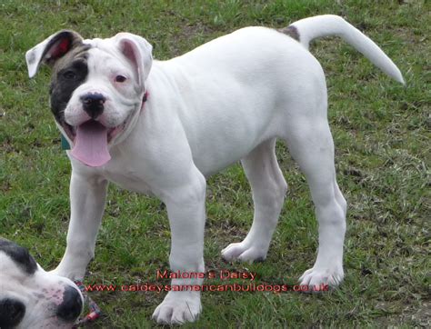 American Bulldog Mix Images & Pictures - Becuo