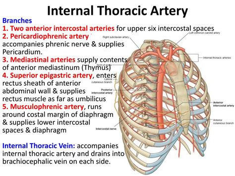 Thoracic Artery Anatomy