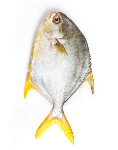 Golden Pomfret (Sonab) Fish In Karachi, Pakistan Free Shipping in 3 KG.