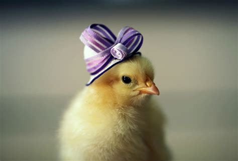 Ten of the Cutest Chicks in Hats You Will Ever See in Your Life!