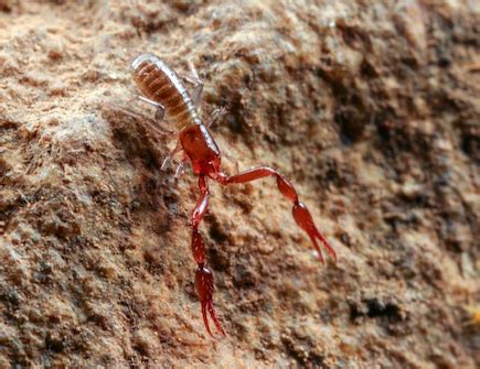 Pseudoscorpion Bite, Size & Facts | Study.com