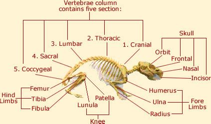 Guinea Pig Anatomy-External & Internal Anatomy | New Place