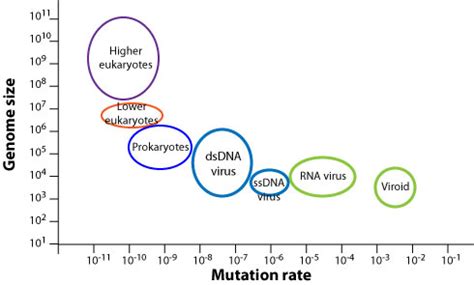 Viral genome evolution ~ ViralZone