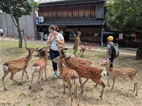 Editor at large: Feeding deer at Nara Park, plus a hike and dinner in Kyoto - Lynnwood Today