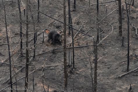 Parks Canada images show wildlife after Waterton wildfire | Globalnews.ca