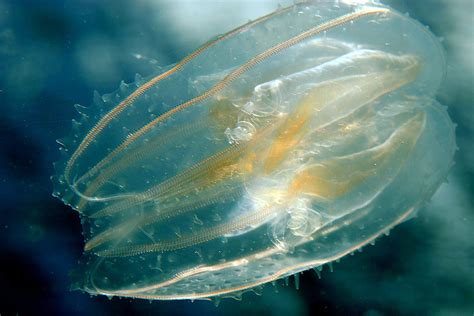 Can someone help with species IDs (ctenophores)? | ResearchGate