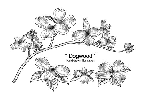 dogwood flower drawings. 1933331 Vector Art at Vecteezy