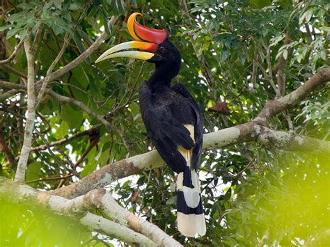 Rhinoceros Hornbill - eBird