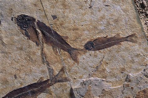 Fish Fossils Found At Sihetun, Liaoning Photograph by O. Louis Mazzatenta