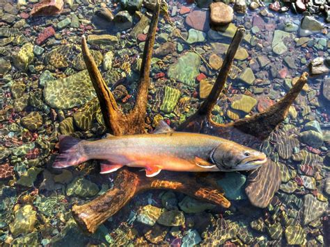 bull-trout-photo-by-jim-mogen-usfws – Western Native Trout Initiative