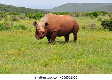 Black Rhino Eating Grass Stock Photo 236562328 | Shutterstock