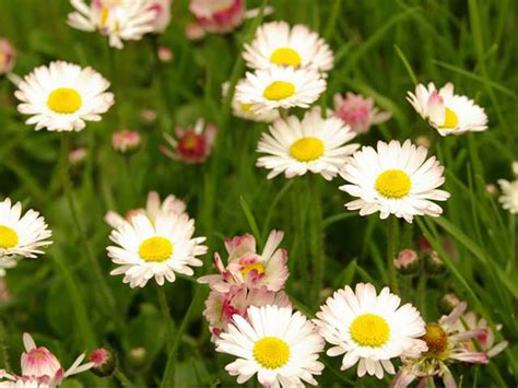 Daisy: planting, cultivation and multiplication - TMH Garden